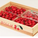 さくらんぼ　ニュースキン製品 304-150x150.jpg